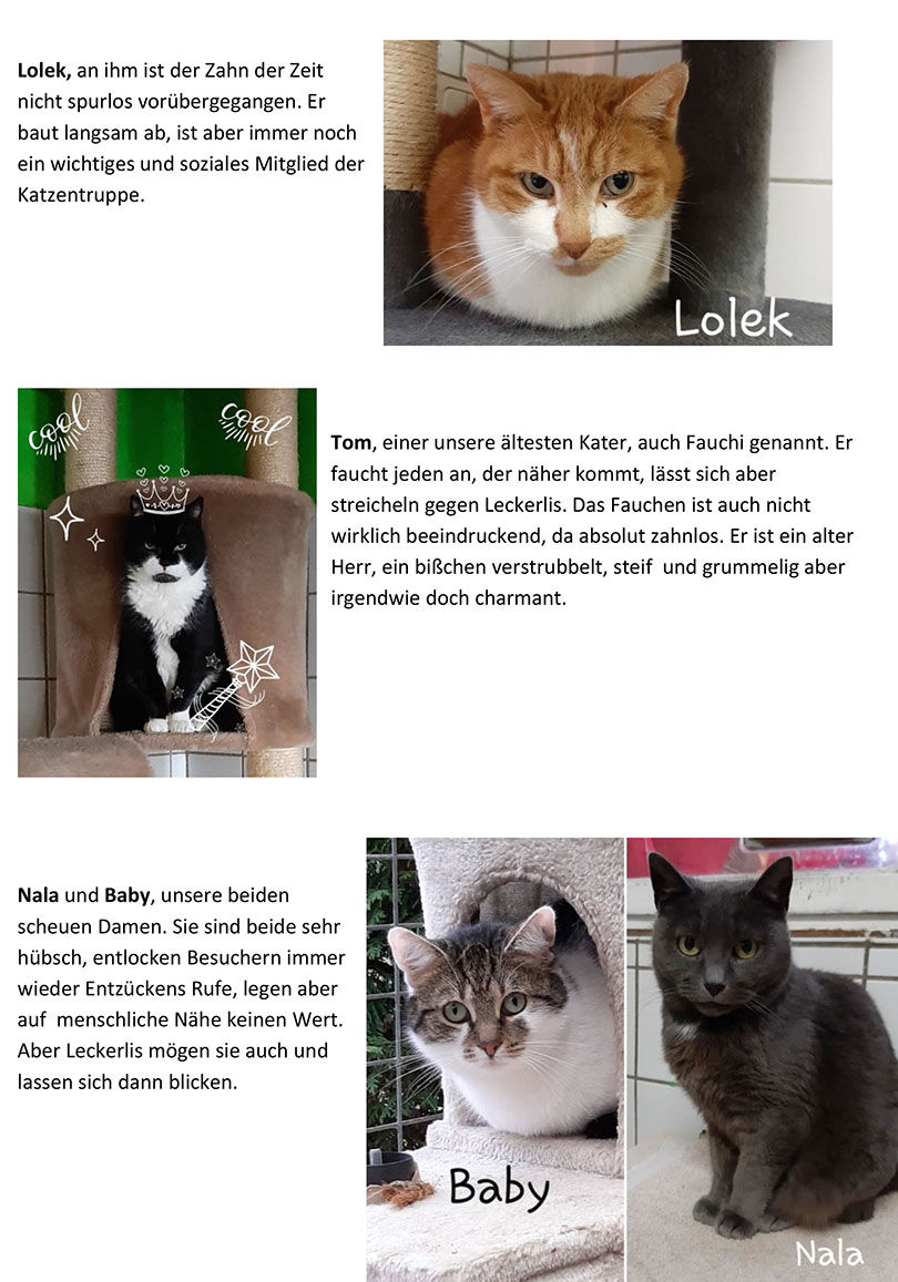 Gnadenhof Katzen 2